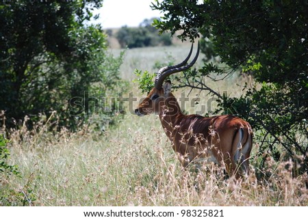 African Ibex