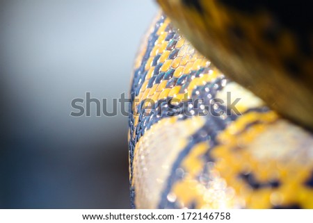 boa snake skin and scales pattern macro