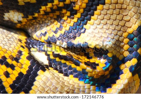 boa snake skin and scales pattern macro