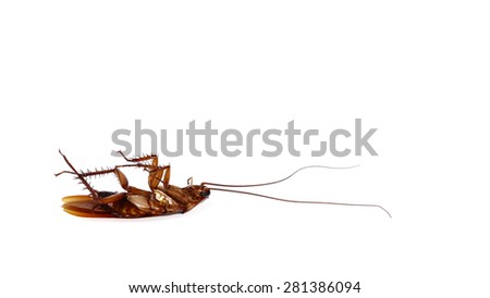 Cockroach isolate on white