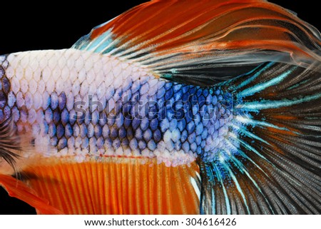 Close-up on a fish skin - Siamese fighting fish