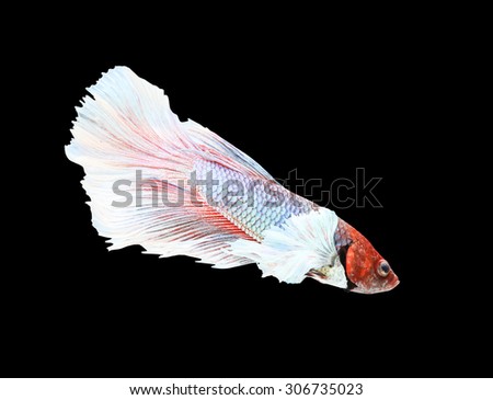 Betta fish, siamese fighting fish, betta splendens (Dumbo halfmoon betta\
)isolated on black background