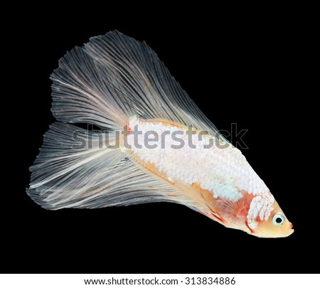 Betta fish, siamese fighting fish, betta splendens (Fullmoon betta\
)isolated on black background