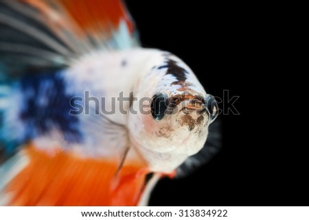 Betta fish, siamese fighting fish, betta splendens (Halfmoon betta\
)isolated on black background