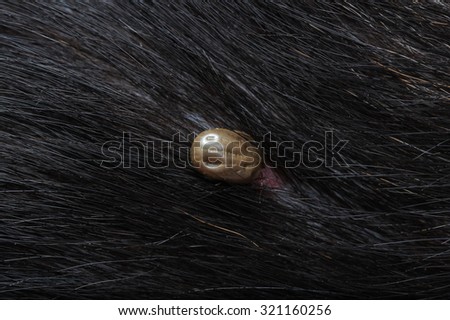 closeup of an adult tick on dog fur