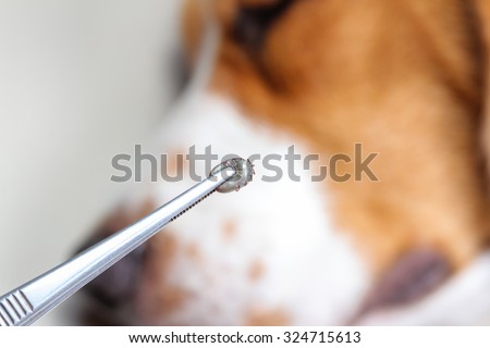 Closeup of human hands use silver pliers to remove dog adult tick from the fur