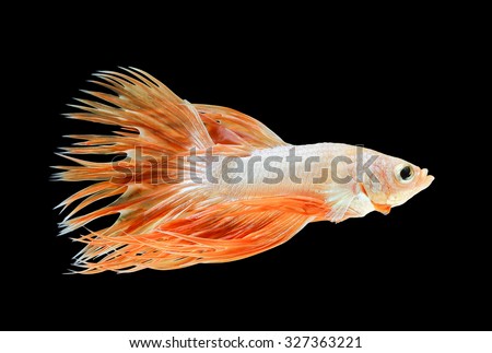 Betta fish, siamese fighting fish, betta splendens (Crown Tail) isolated on black background