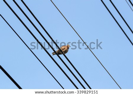 Red collared dove (Streptopelia tranquebarica ) on a power cable \
,Thailand