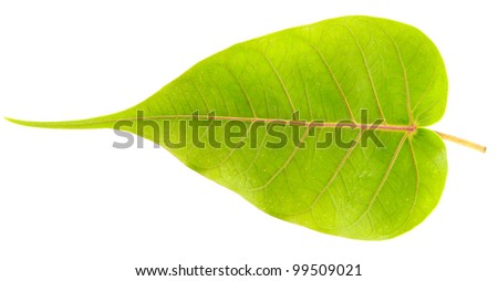 Bo Leaf