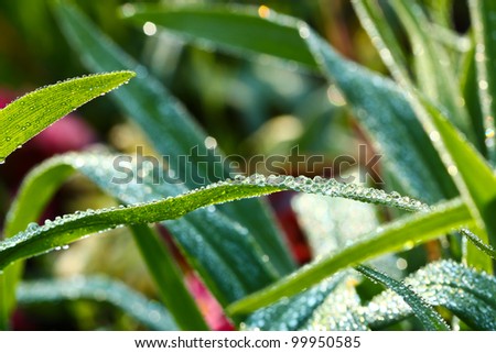 fresh water droplets on leaf