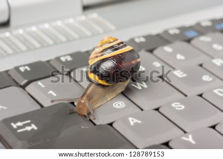 Yellow and brown snail on a gray computer keyboard