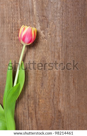 One beautiful tulip laying on a wooden plank.