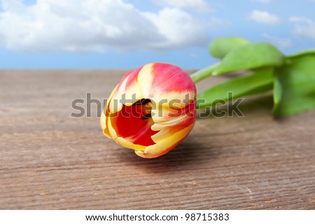 One beautiful tulip laying on a wooden table with blue sky in the background.