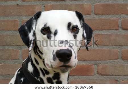 Dalmatian portrait in front of a brick wall.