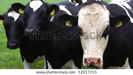 Three black and white cows standing in line.