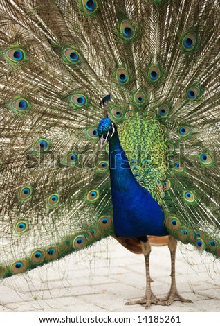 Peacock showing its wonderful colored feathers.
