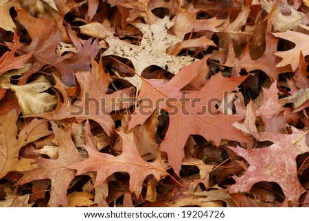Ground covered with dry autumn leaves.