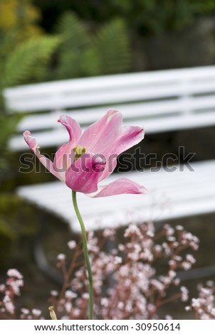 Pink tulip fading away; white bench in the background.