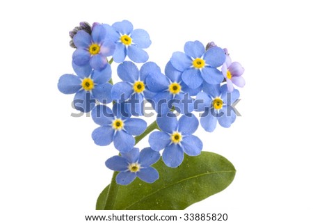 Forget Me Not Flower. stock photo : Forget me not,