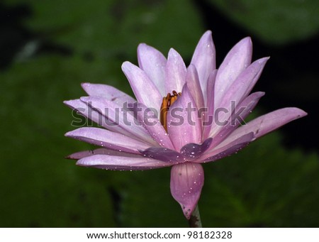Single lotus flower with water drops on petals