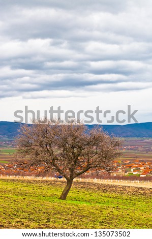 Alone tree in rural area in surrounding of Novi Sad, Serbia