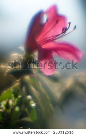Fuchsia flower taken with monocle glass