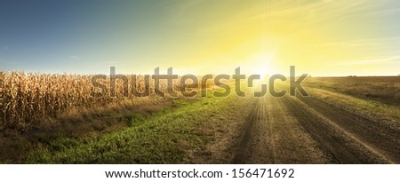 Sunrise, Good Morning Drive - The Sun rising on a South Dakota dirt road.  A corn field ready for harvest on the left.
