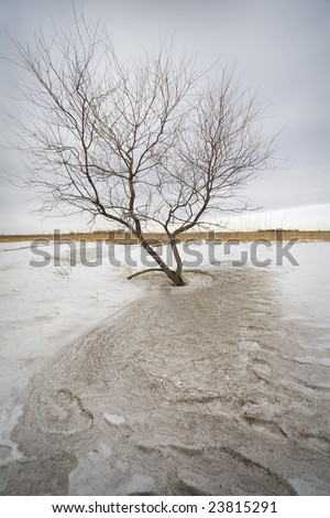 A small tree holds on through South Dakota\'s winter months