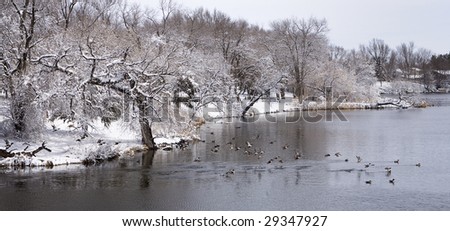 Shovelnose Ducks take to the wing on a South Dakota lake after a Spring snow
