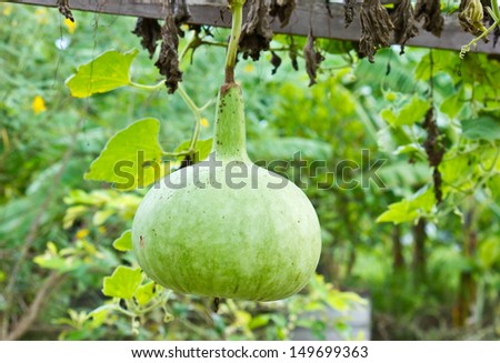 winter melon