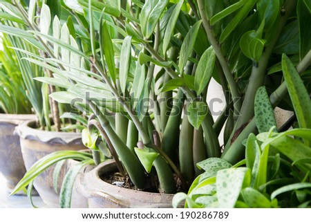 house plant