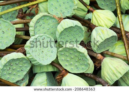 lotus seeds