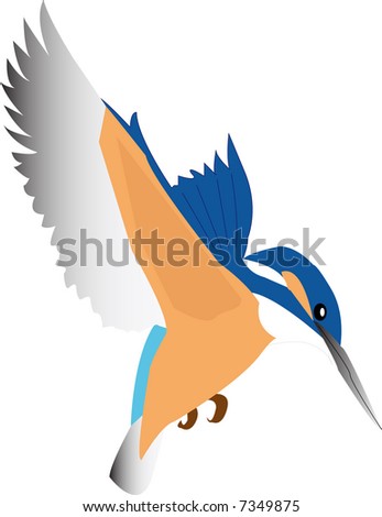 stock vector : kolibri