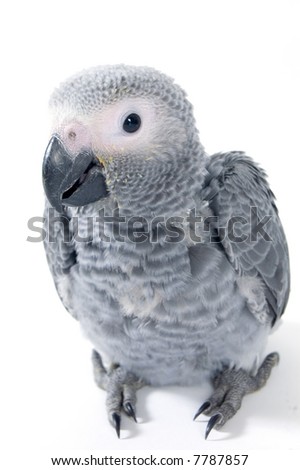red tale baby parrot isolated on white