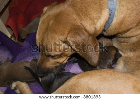mother dog is cleaning puppy dogs