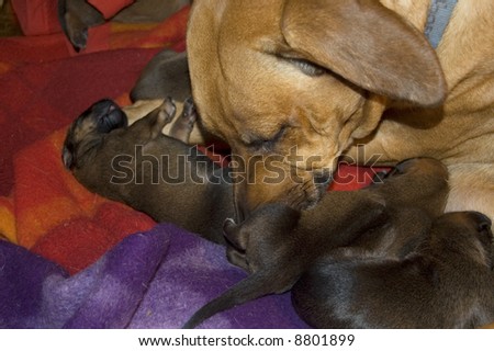 mother dog is cleaning puppy dog