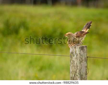 Bird about to take a flight with an elegant pose Bird about to take flight standing on a wooden pole of a fence with an elegant pose with a green field background