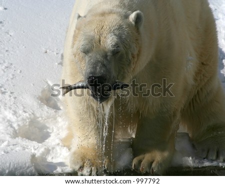 A polar bear with a fish in its mouth