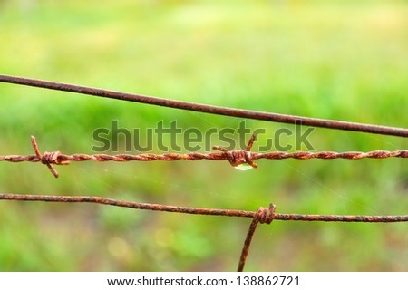 rusted fence wire with raindrop and cobwebs against soft green background