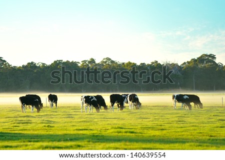 Dairy Cattle In Foggy Morning On Australian Farm
