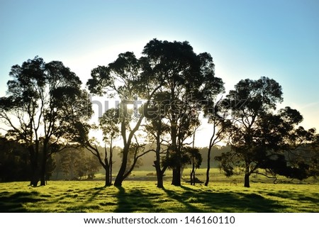 pasture and backlit trees in late afternoon sunlight