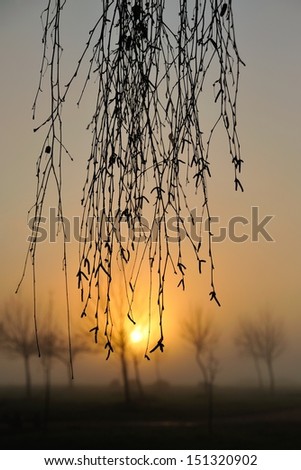 sunrise behind group of plane tree saplings and curtain of birch branches