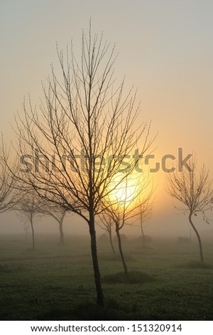 sunrise behind group of plane tree saplings