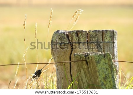 wooden fence post with wire and seed heads against dry background