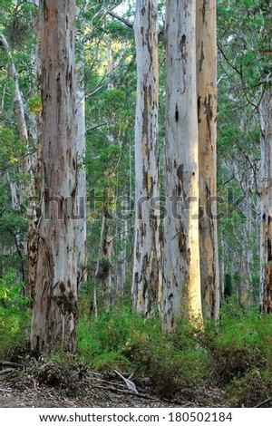 parallel trunks of Karri trees in early morning