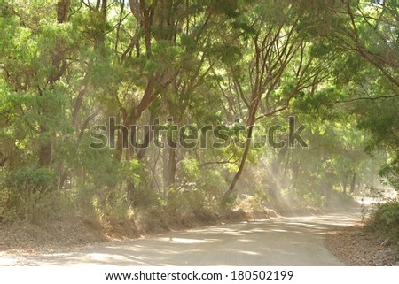 gravel road through Peppermint trees with shafts of sunlight through dust