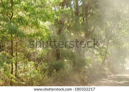 cloud of dust with slanting rays of sunshine in lush forest off gravel road
