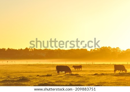 Cattle grazing in golden light of dawn