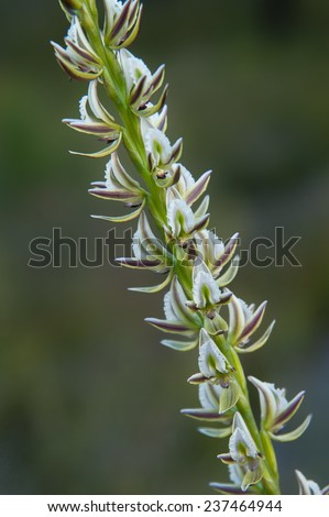Flower spike of small white, green and maroon orchids on dark green background