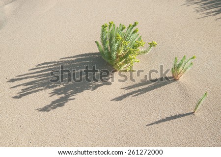 Small light yellow green seaside Euphorbia paralias plants growing in face of sand dune and casting long shadows in late afternoon